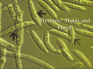 Molds and Fungus