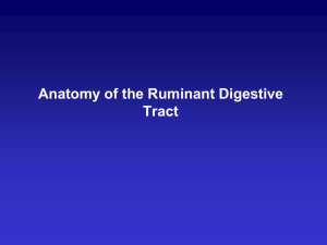 Anatomy of the Ruminant Digestive Tract