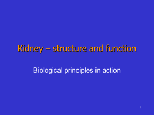 Kidney – structure and function - rfosbery