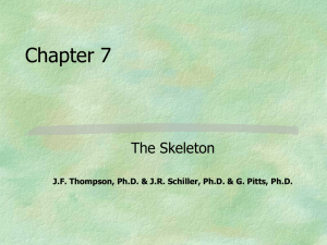 Chapter 07 - Bones