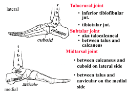 Foot and Ankle Biomechanics