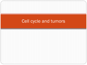 Cell cycle and tumors