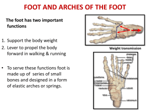 ANKLE JOINT