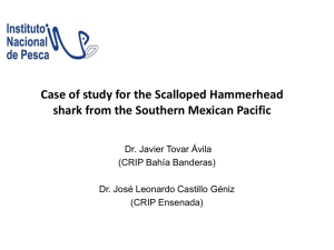 Case study Scalloped Hammerhead Shark Mexico