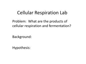 Cellular Respiration Lab