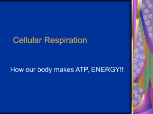 Cellular Respiration {PowerPoint}