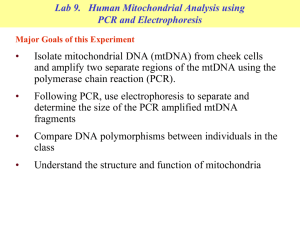 Intro to the mtDNA PCR Lab