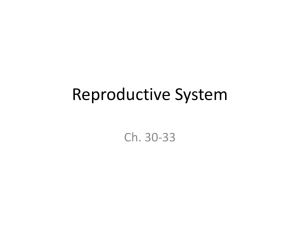 Reproductive System - Porterville College