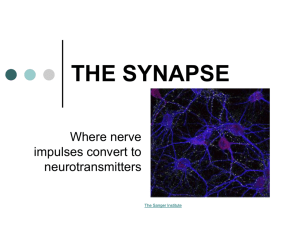Powerpoint Presentation: The Synapse