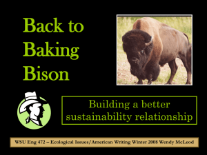 Bison - Lone Boot Buffalo Ranch!