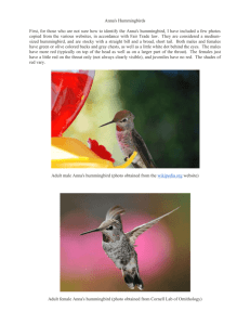 Anna's Hummingbirds First, for those who are not sure how to