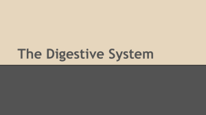 The Digestive System What is the digestive system?
