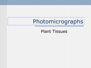 BOTANY plant tissues