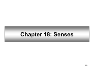 Chapter 18: Senses - Johnston Community College