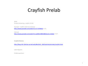 Crayfish prelab power pt