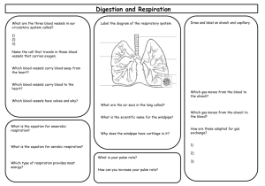 Digestion and Respiration