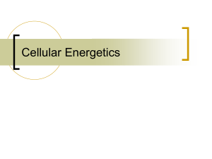 Cellular Energetics powerpoint