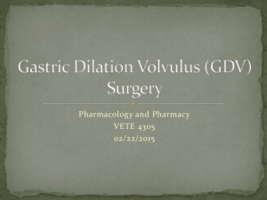 Gastric Dilation Volvulus (GDV) Surgery - JennIfer's E