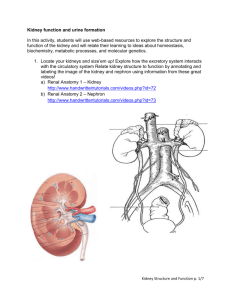 Kidney function and urine formation