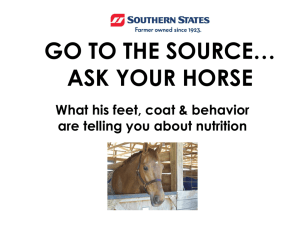 GO TO THE SOURCE… ASK YOUR HORSE