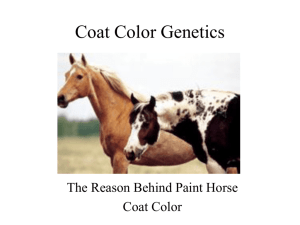 Coat Color Genetics - Press - American Paint Horse Association