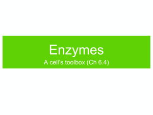Ch6-4_Enzymes-New