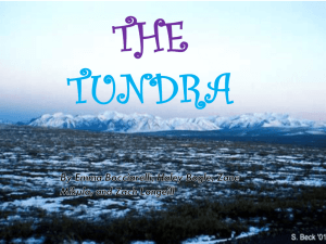 The Tundra
