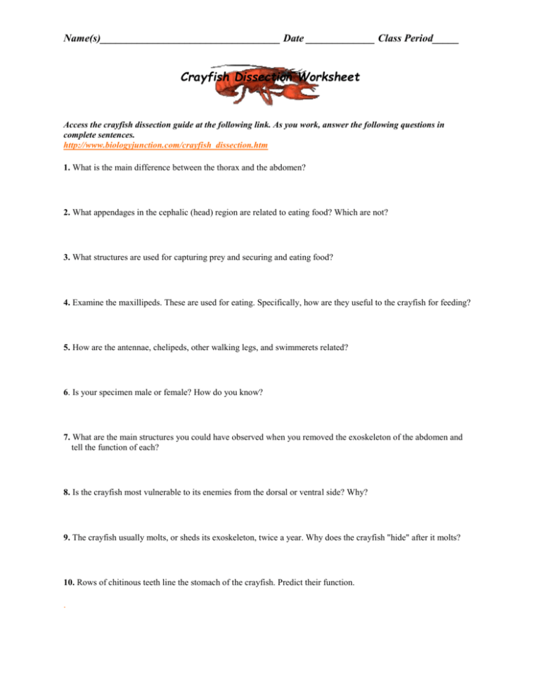 Virtual Crayfish Dissection Worksheet Answers
