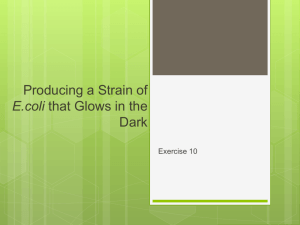 MCB_151_Exercise 10_Glow