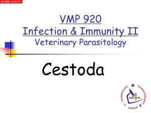 Cestodes - NCSU Veterinary Parasitology