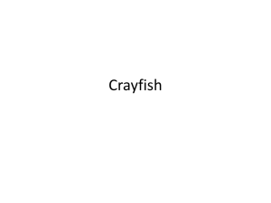 Crayfish Notes