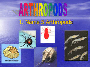 1. Name 5 Arthropods