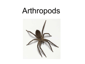 Arthropods - Bugs(spiders)
