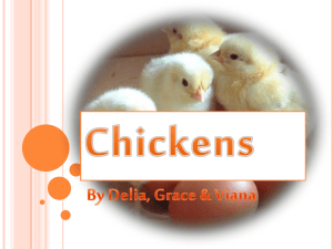 Chickens - villalearningweek