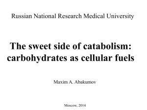 6. The sweet side of catabolism (white)