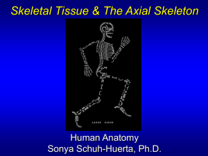 Ch6-7.Skeletal.Tissue._.Axial.Skeleton_1