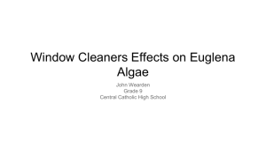 Window Cleaners Effects on Euglena Algae