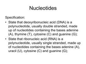 Nucleotides - Mrs Miller's Blog