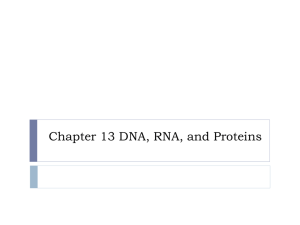 Chapter 13 DNA, RNA, and Proteins