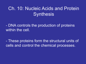 Ch. 10: Nucleic Acids and Protein Synthesis