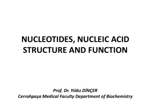 NUCLEOTIDES, NUCLEIC ACID STRUCTURE AND FUNCTION