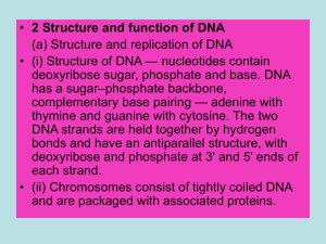 Higher Human Biology unit 1 section 2 DNA