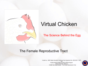 The Virtual Chicken - aufsi