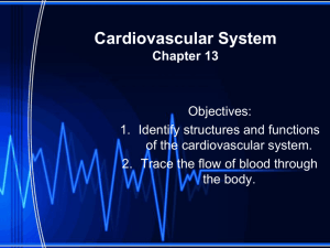 Cardiovascular System Chapter 13