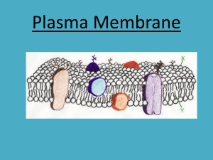 Plasma Membrane ppt