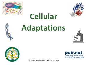 Cell Adaptation