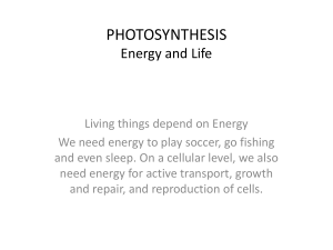 photosynthesis - Shore Regional High School