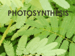 photosynthesis - Helena High School