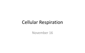 Cellular Respiration