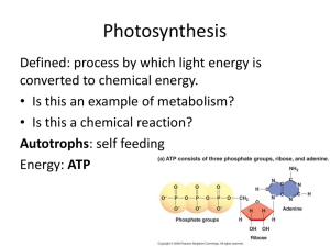 photosynthesis - School District of Clayton